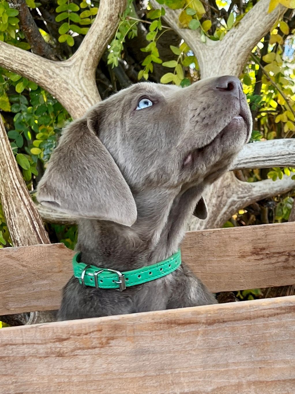 Silver Lab Puppy