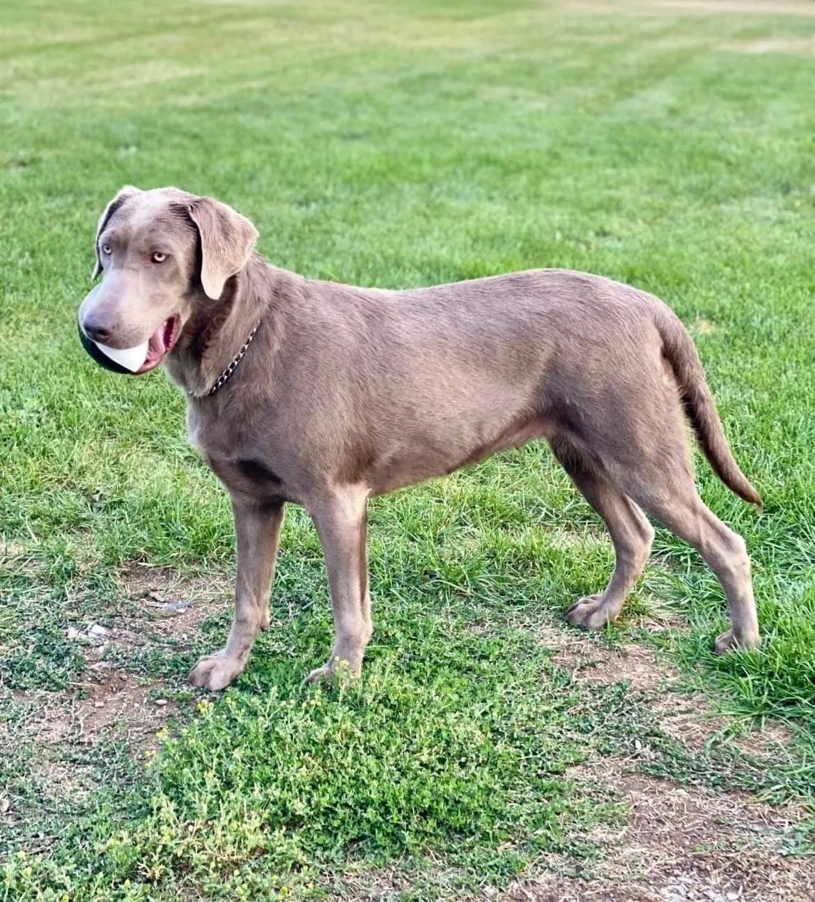 Silver Lab Female Luna 
