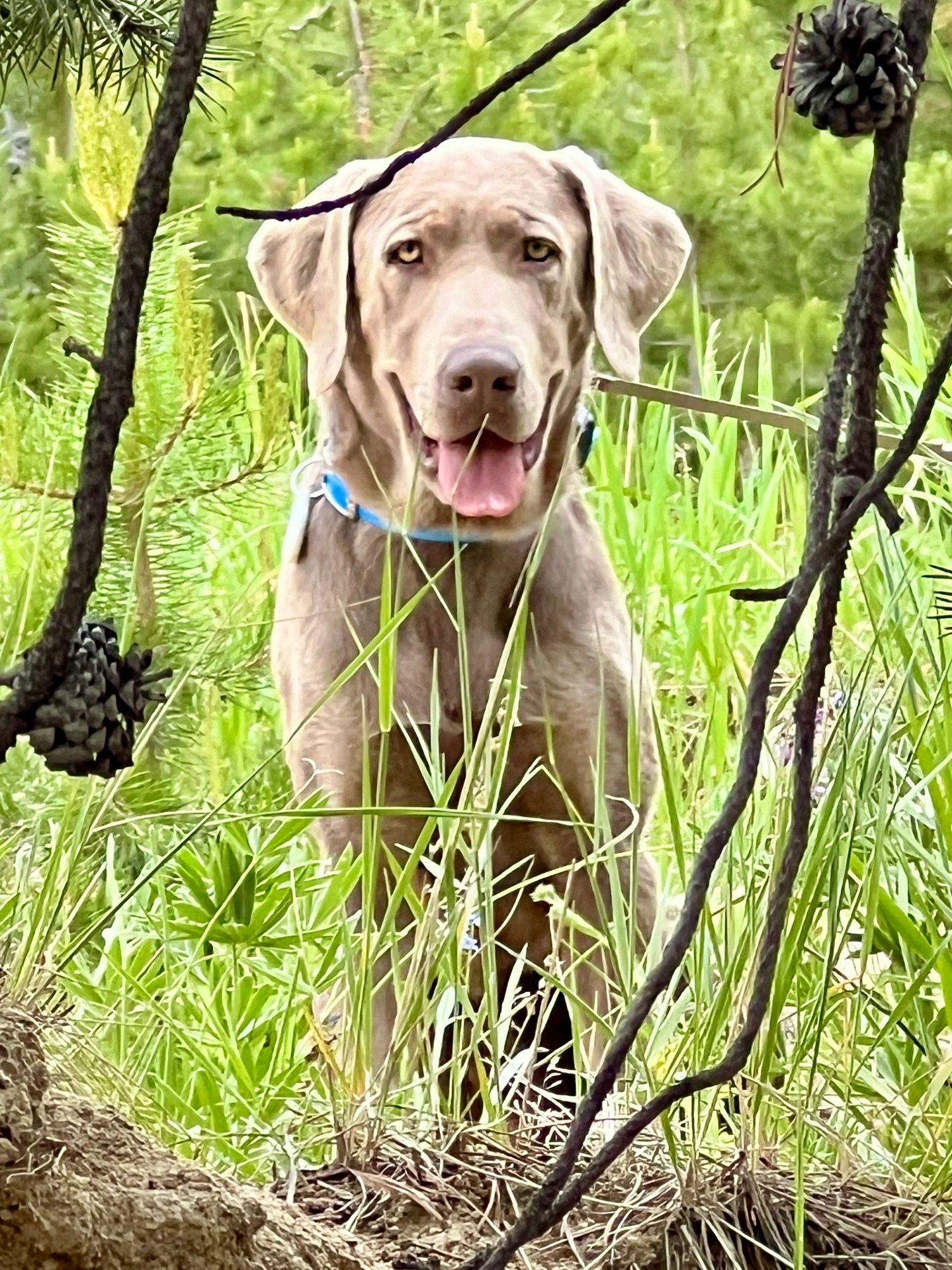 Silver Labrador Strider