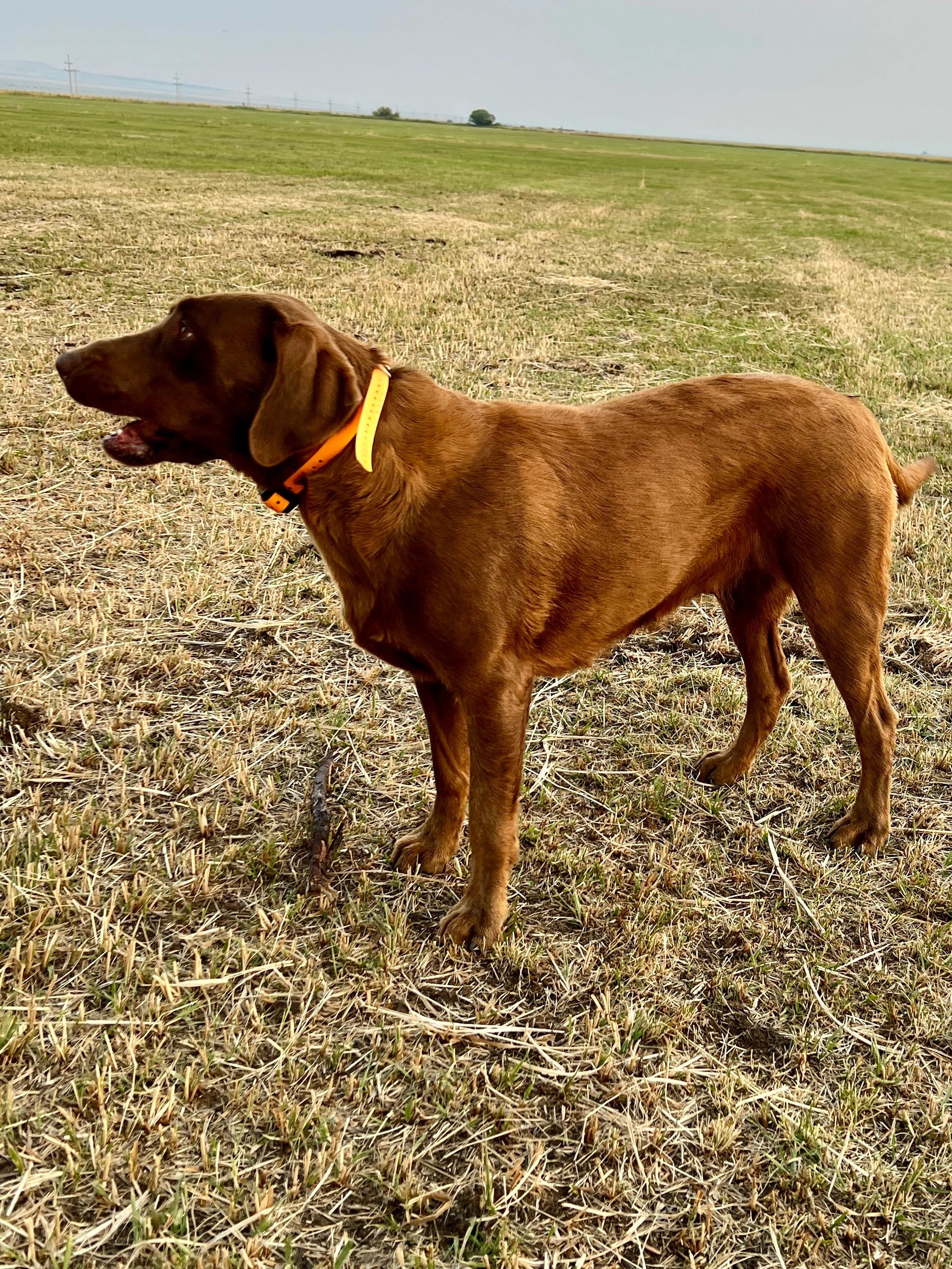 Chocolate Labrador Mazy