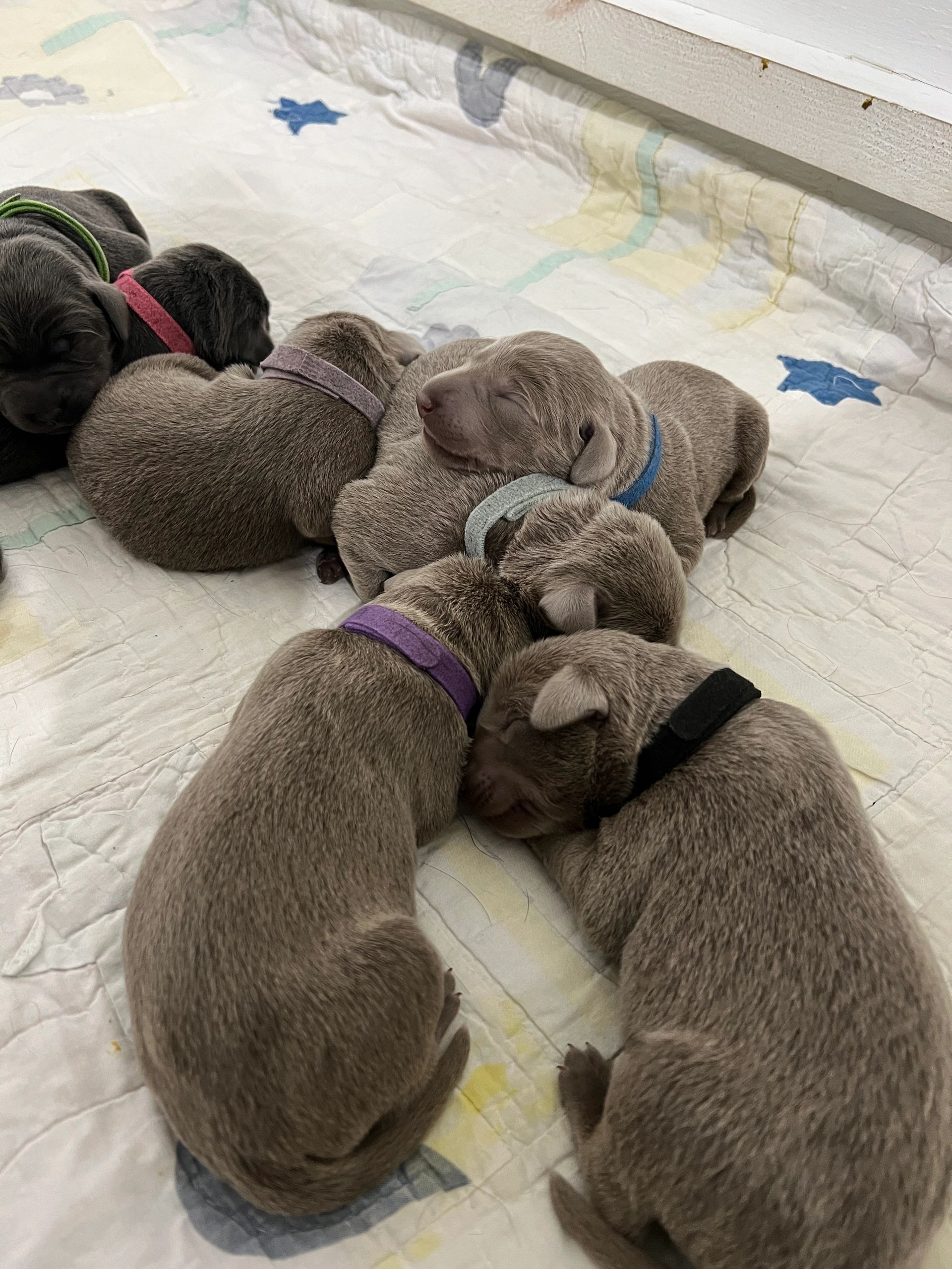 Ella and Strider Litter 2025