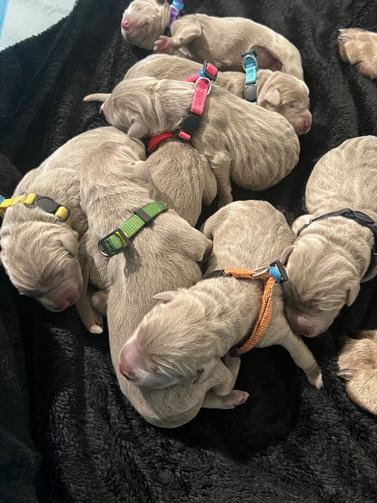 Luna and Strider Litter 2025