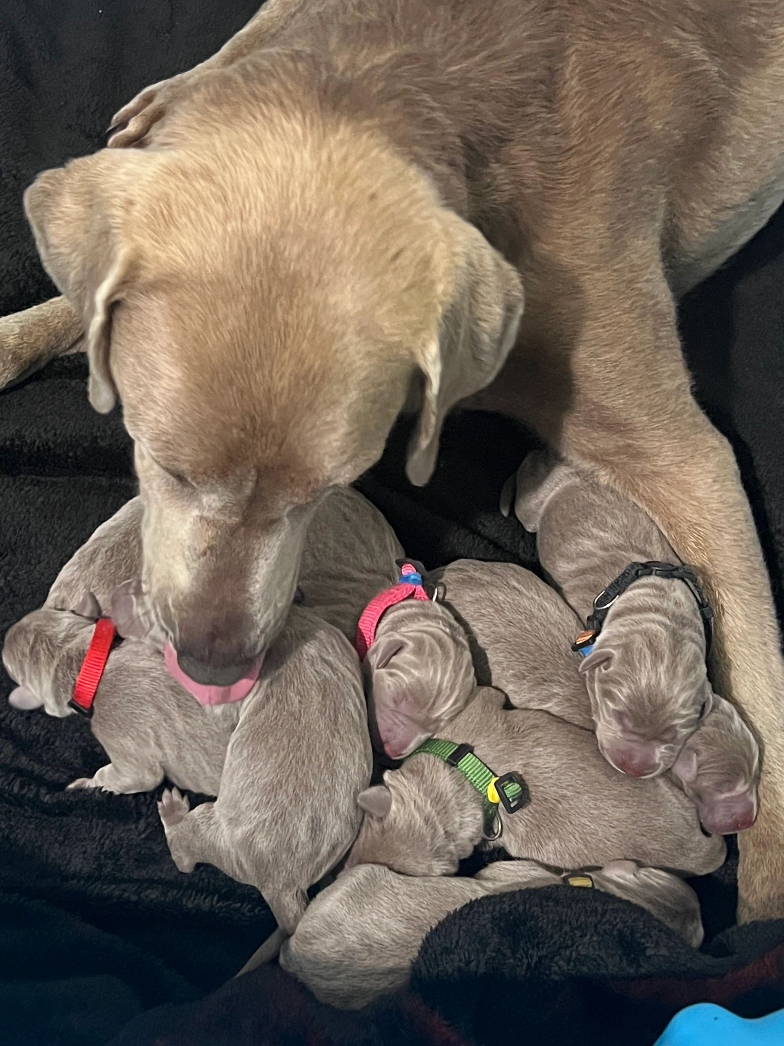Luna and Strider Litter 2025
