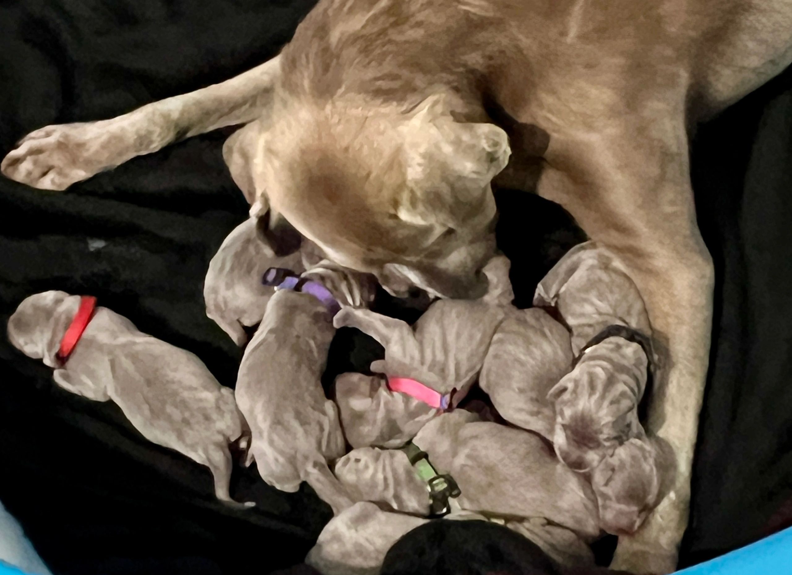Luna and Strider Litter 2025