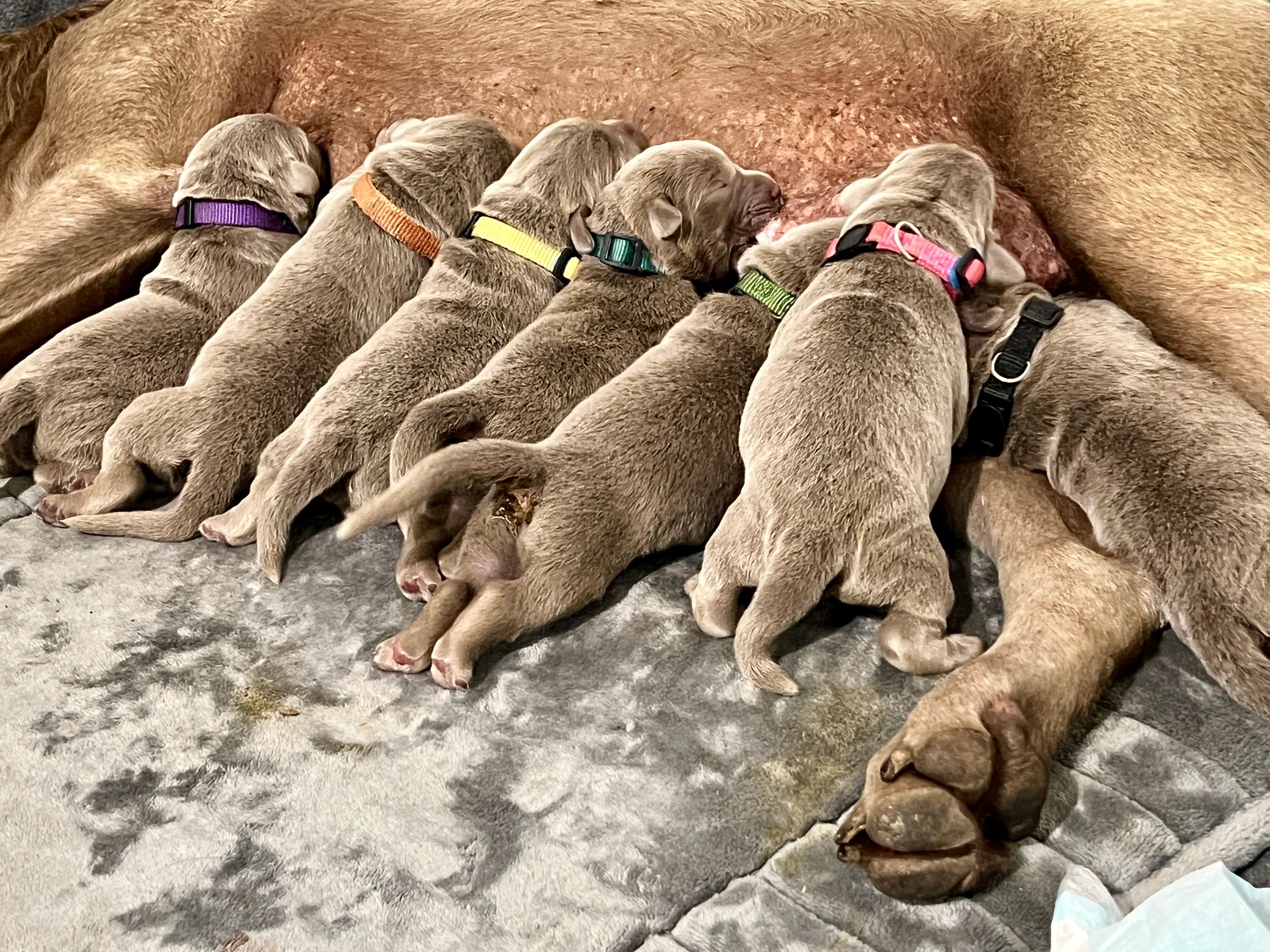 Luna and Strider Litter 2025