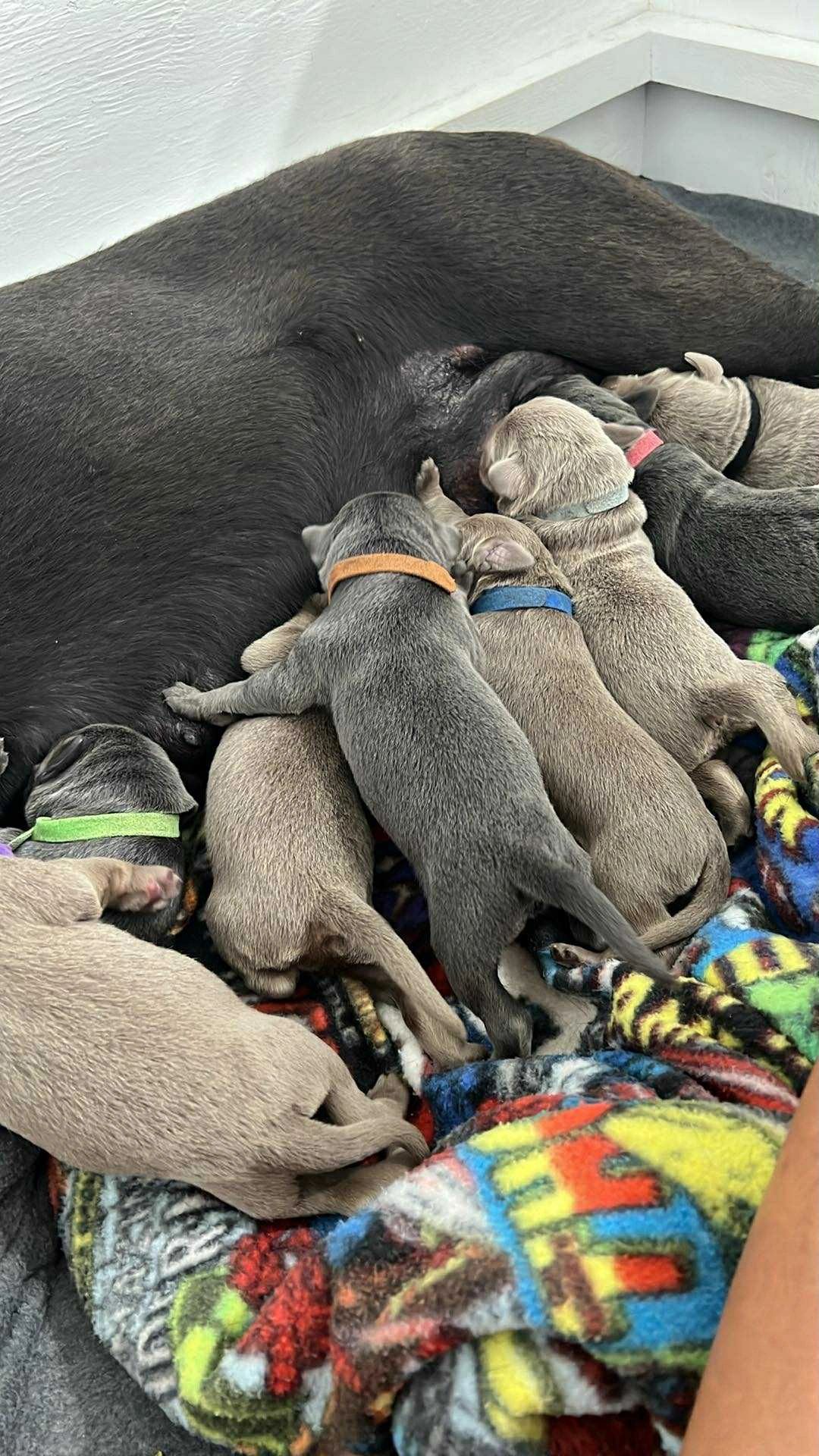 Ella and Strider Litter 2025