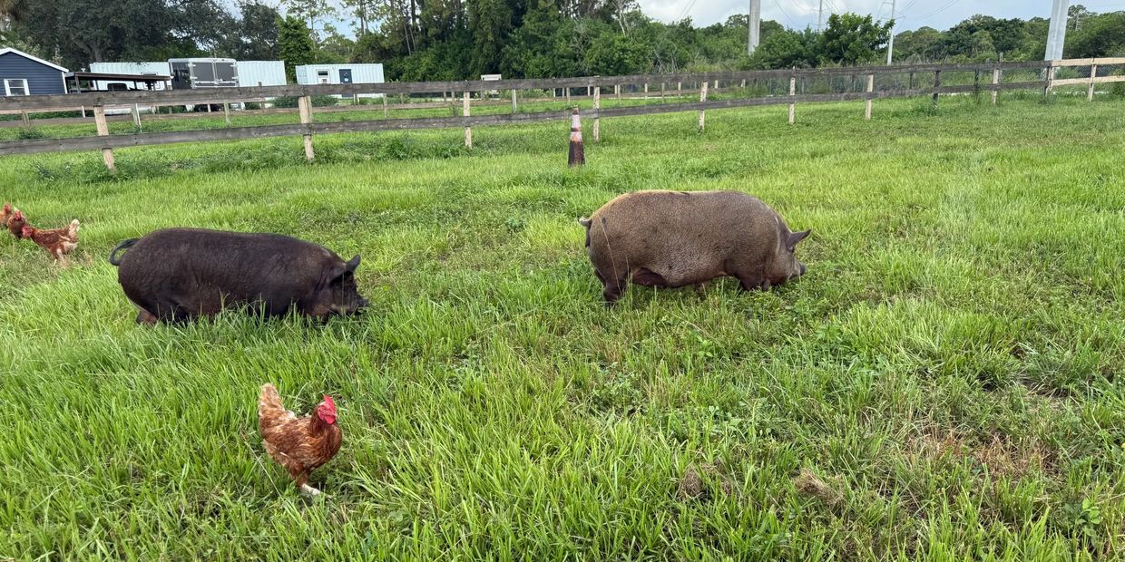 Two pigs and several chickens grazing in a grassy farm field.