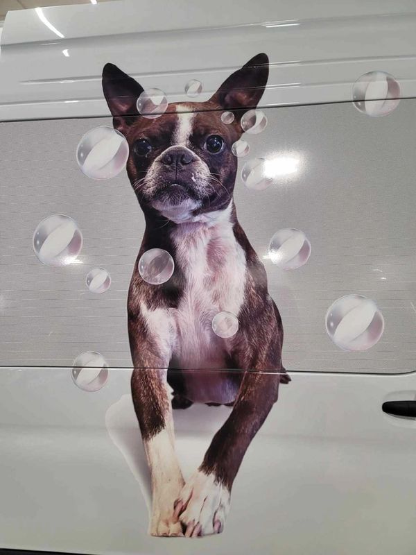 Sticker of a Boston Terrier dog with soap bubbles on a vehicle door.