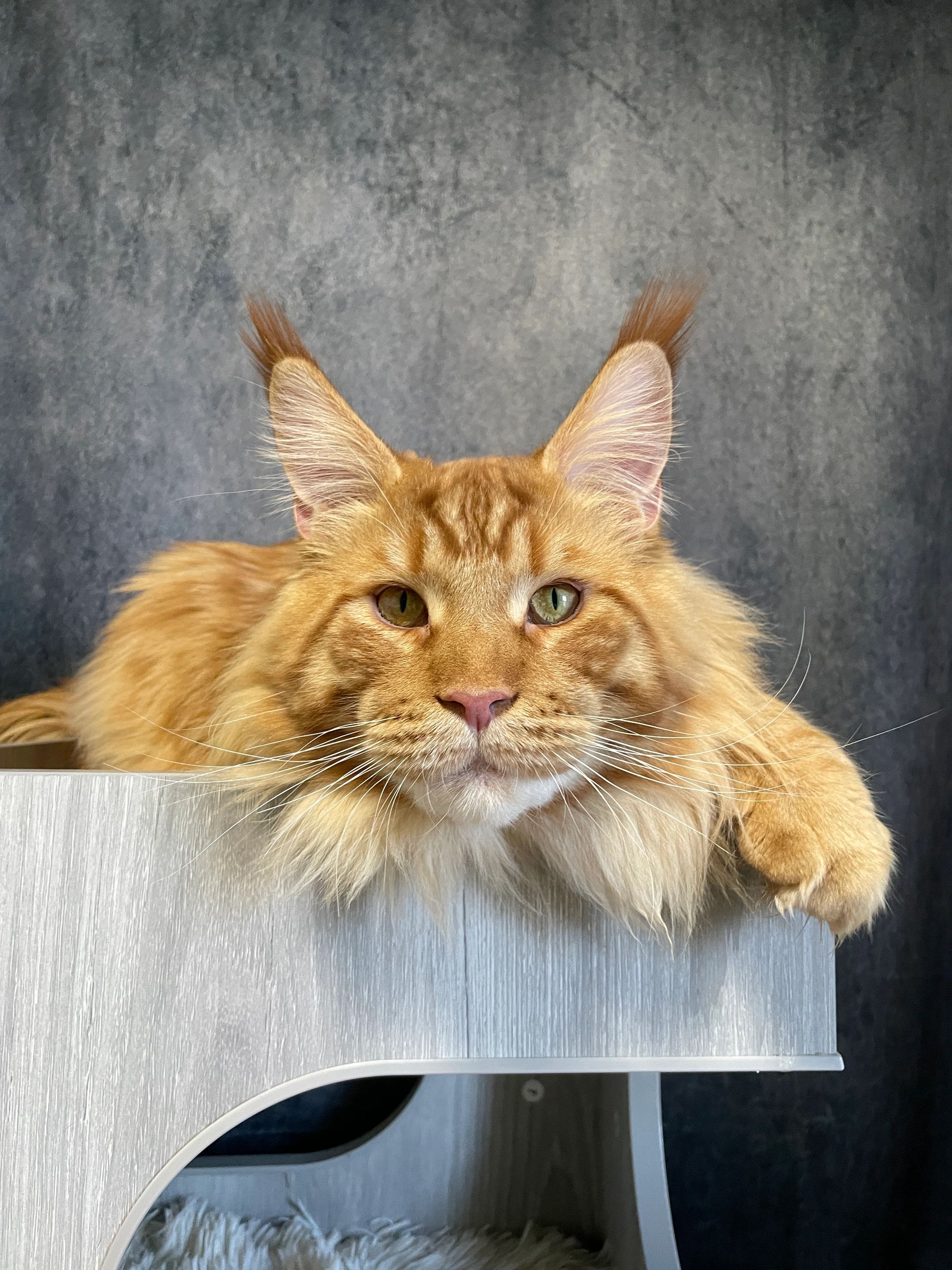 Wild Whisper Maine Coon - Home