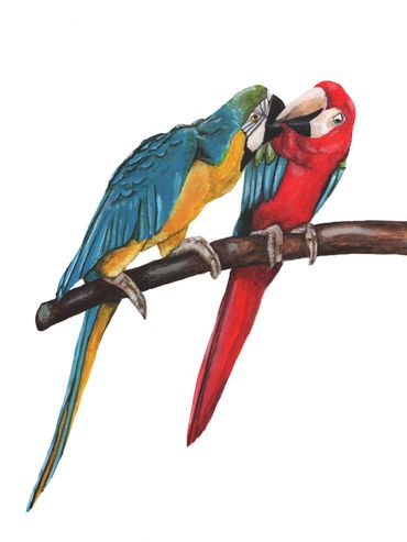 Macaw parrots