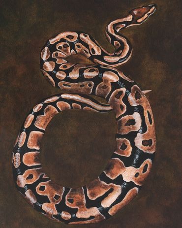 Snake Illustration