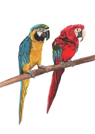 Macaw parrots