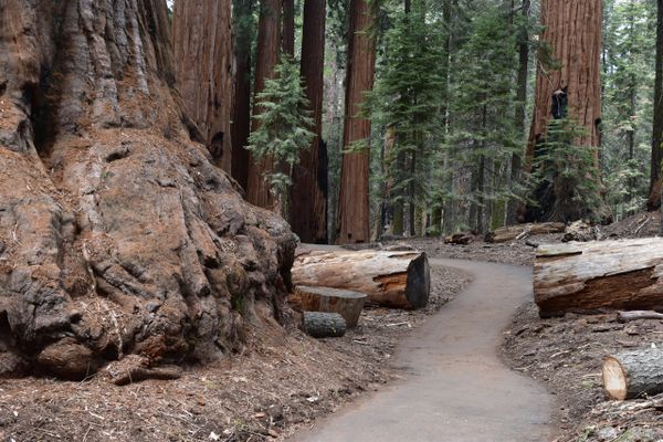 A winding path through a dense forest of giant sequoia trees.