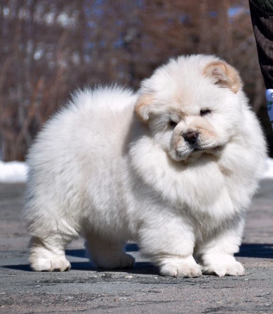 Cream chow chow hot sale puppies for sale