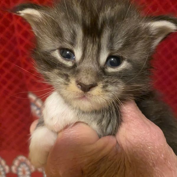 3 week old male
