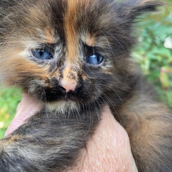 Close-up of a tiny tortoiseshell kitten with striking blue eyes being gently held.