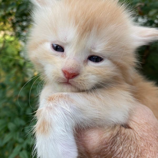 Close-up of a sleepy orange and white kitten held gently in a hand.
