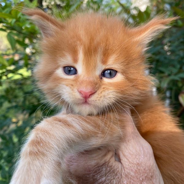 Close-up of a fluffy orange kitten with blue eyes being held gently.