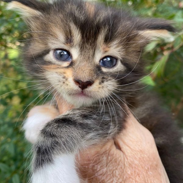 Close-up of a tiny kitten with blue eyes being gently held.