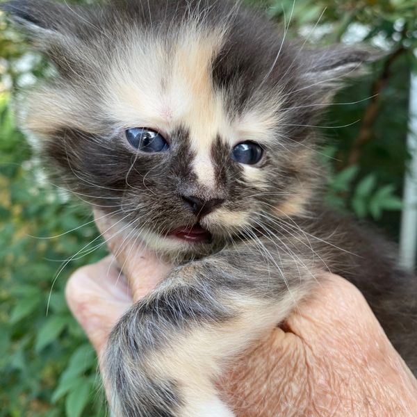 Close-up of a tiny, multicolored kitten being gently held outside.