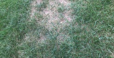 Fungus Lawn Disease Brown Patch Waxhaw NC Mint Hill NC 