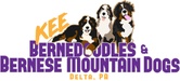 KEE Bernedoodles