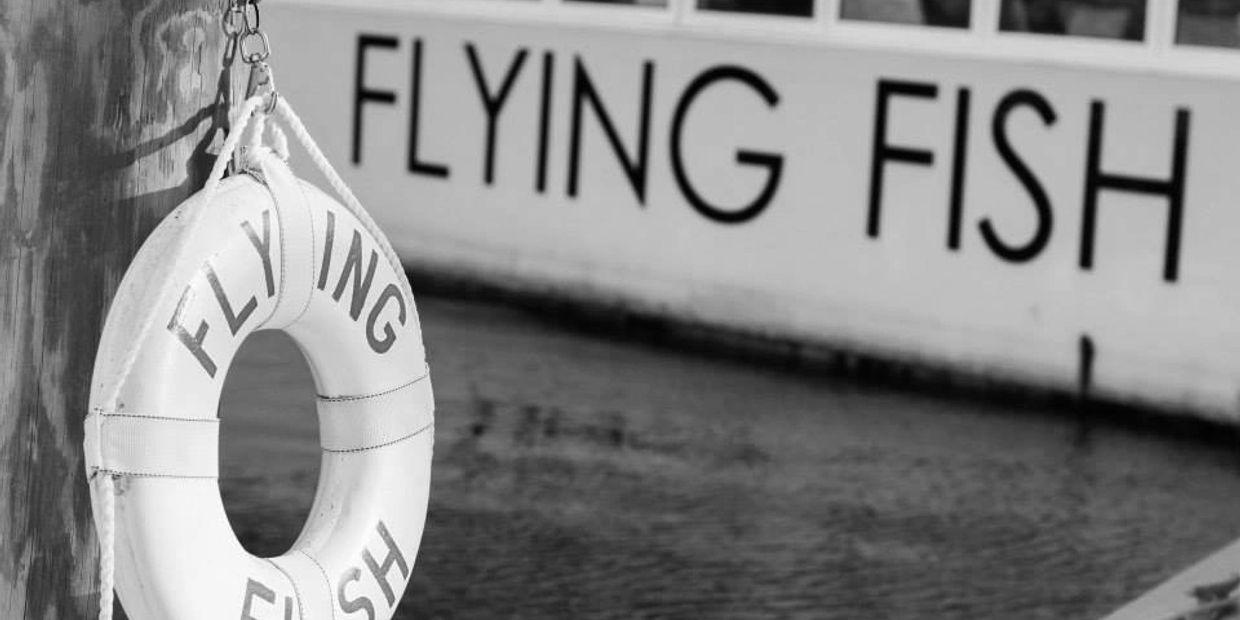 flying-fish-swim-school-about-flying-fish