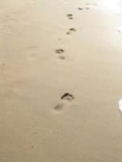 Footprints trailing along a sandy beach shore.
