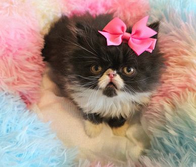 Pretty persian kitten 