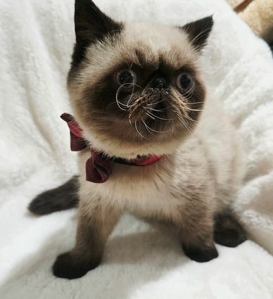 Show quality seal point exotic shorthair kitten 