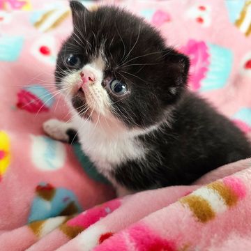 Black and white esh kitten
