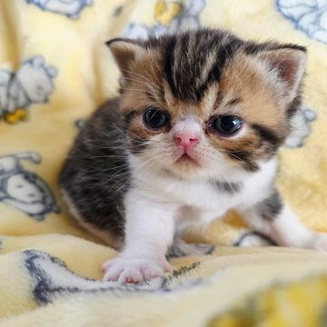 Brown tabby esh kitten