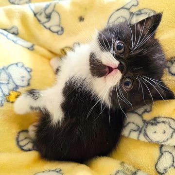 Sweet esh kitten