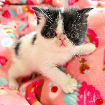 Tuxedo ESH kitten 
