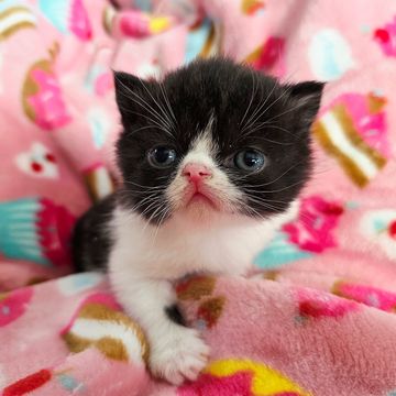 Tuxedo esh kitten