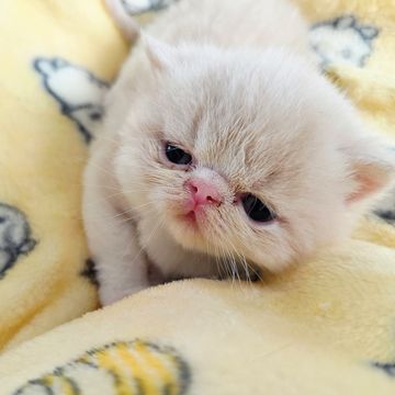 Cream esh kitten