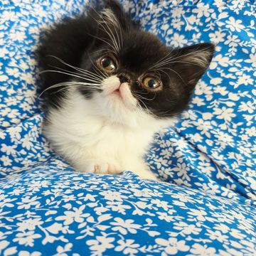 Tuxedo esh kitten