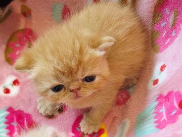 Red exotic shorthair 