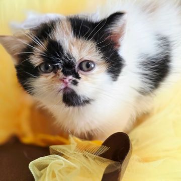 Doll Face calico esh kitten