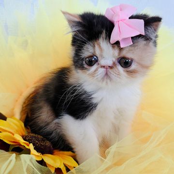 Calico esh