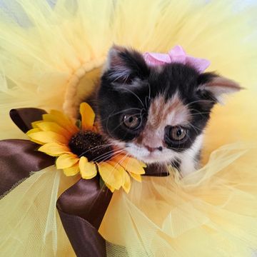 Calico exotic shorthair kitten 