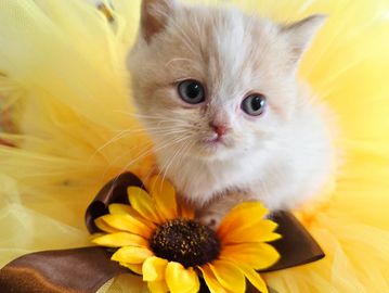 Cream and white esh kitten doll face
