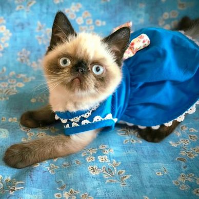 Show quality seal point exotic shorthair 