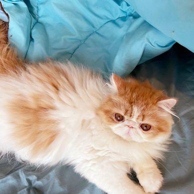 Show quality Persian bicolor male
