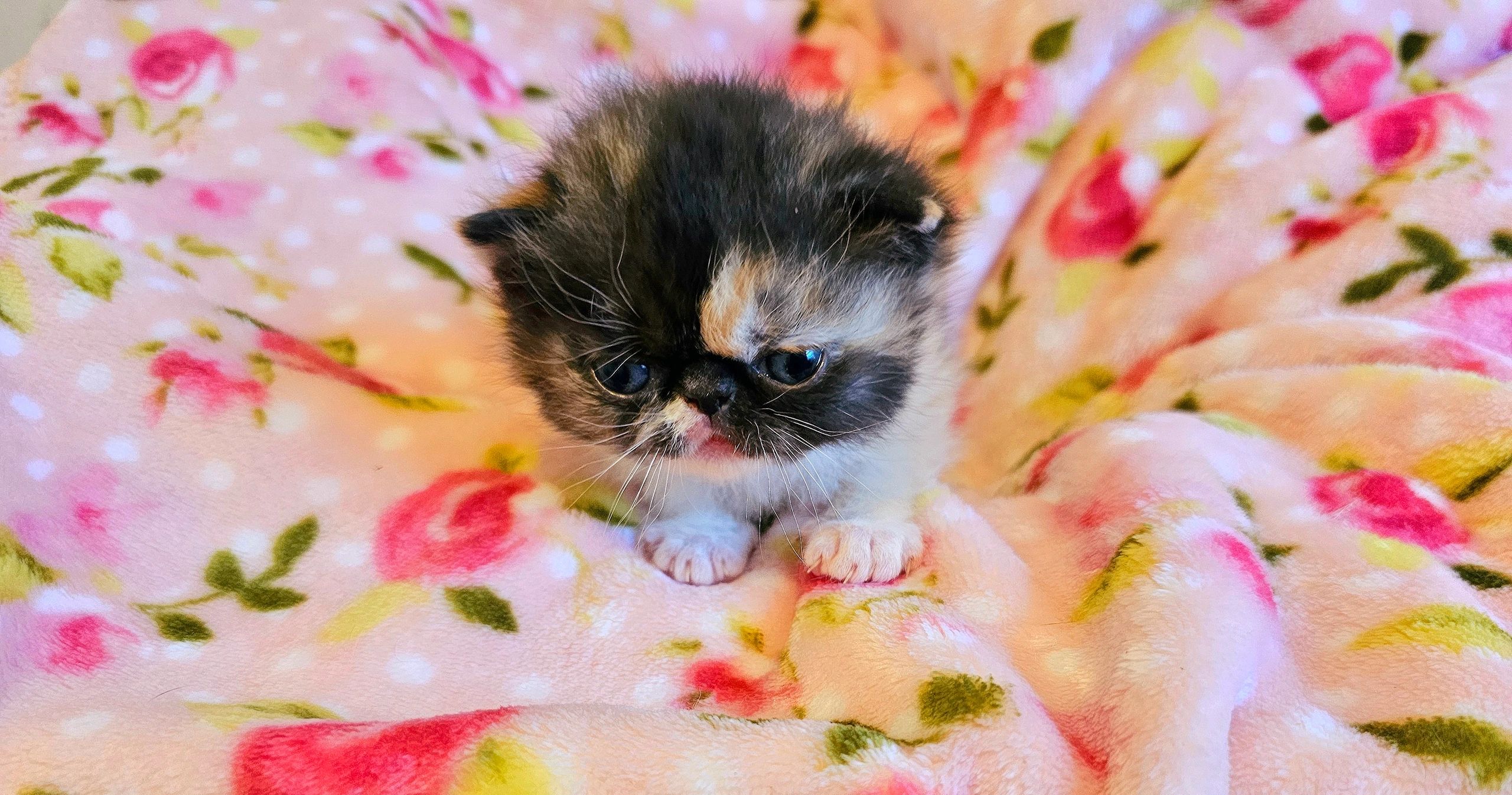 Cute calico exotic shorthair