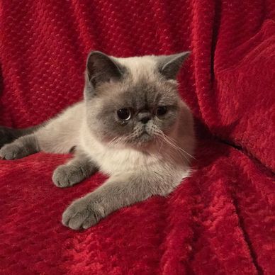 Blue point exotic Persian 