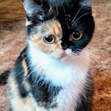Sweet calico exotic shorthair