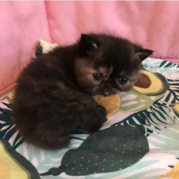 Beautiful tortoiseshell exotic shorthair kitten