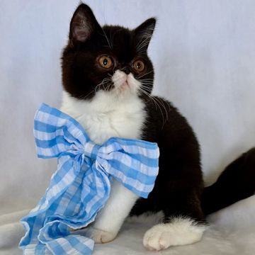 Tuxedo ESH kitten