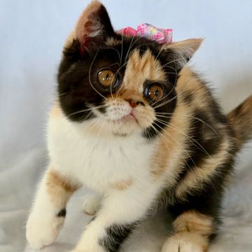 Calico exotic shorthair kitten 